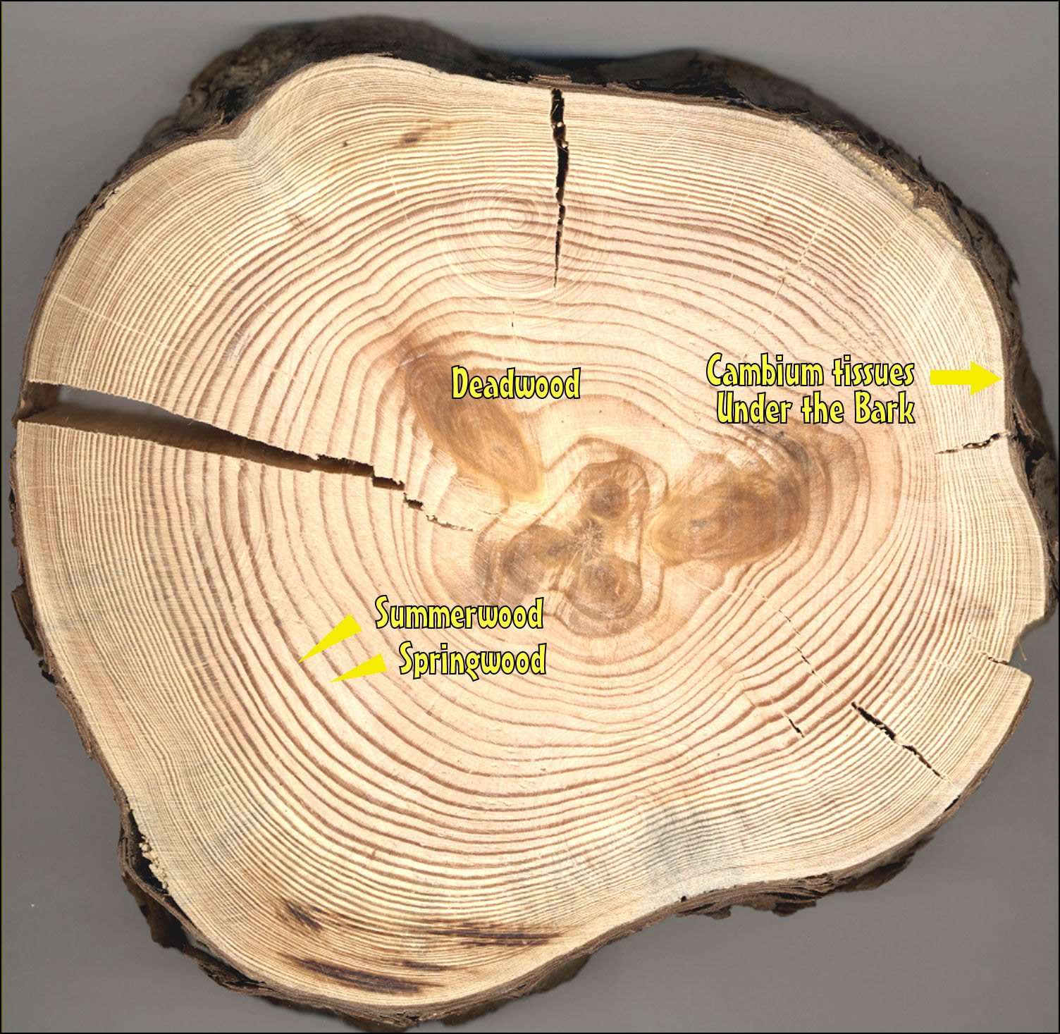 Tree Ring Dating Lesson, Dendrochronology, Plant Vascular System | Family  science night, Plant science, Science classroom