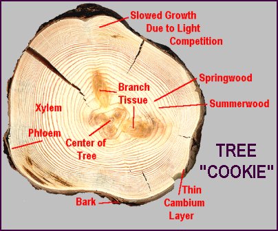 Structure of a Tree