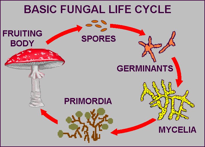 Αποτέλεσμα εικόνας για fruiting body of the fungus
