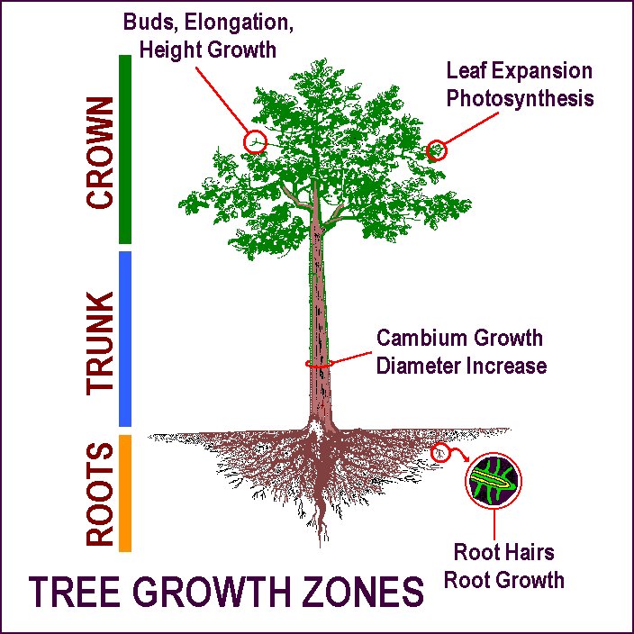 Tree Physiology