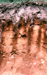 SoilProfile.jpg (23875 bytes)