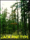 foresttype.jpg (16685 bytes)