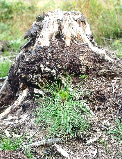 Seedling-Stump.jpg (115071 bytes)