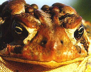 ToadFace.jpg (29800 bytes)